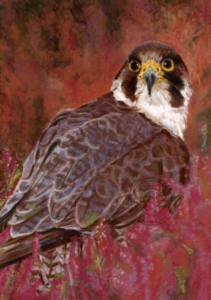 Peregrine (Falcon)